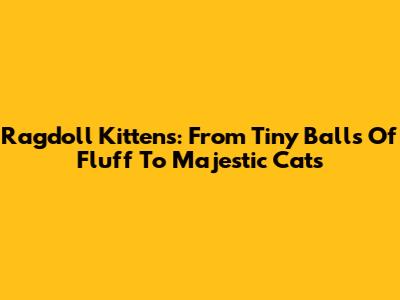 Ragdoll Kittens: From Tiny Balls Of Fluff To Majestic Cats