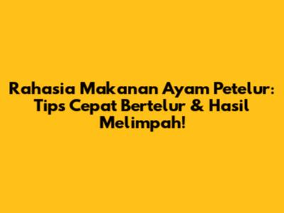 Rahasia Makanan Ayam Petelur: Tips Cepat Bertelur & Hasil Melimpah!