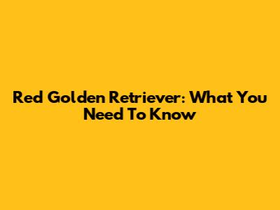Red Golden Retriever: What You Need To Know