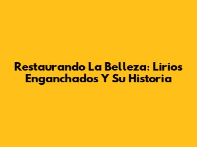 Restaurando La Belleza: Lirios Enganchados Y Su Historia