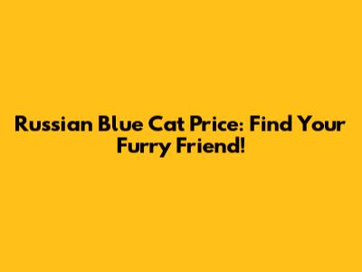 Russian Blue Cat Price: Find Your Furry Friend!