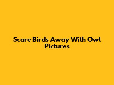 Scare Birds Away With Owl Pictures