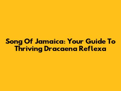 Song Of Jamaica: Your Guide To Thriving Dracaena Reflexa