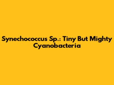 Synechococcus Sp.: Tiny But Mighty Cyanobacteria