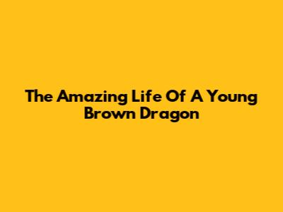 The Amazing Life Of A Young Brown Dragon