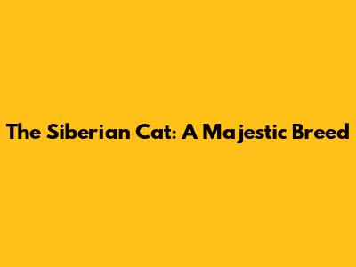 The Siberian Cat: A Majestic Breed