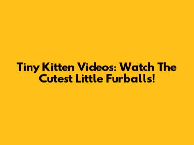 Tiny Kitten Videos: Watch The Cutest Little Furballs!