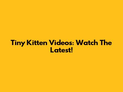 Tiny Kitten Videos: Watch The Latest!