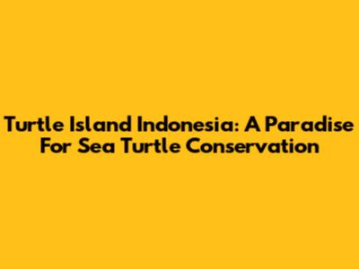 Turtle Island Indonesia: A Paradise For Sea Turtle Conservation