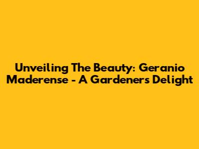 Unveiling The Beauty: Geranio Maderense - A Gardener's Delight