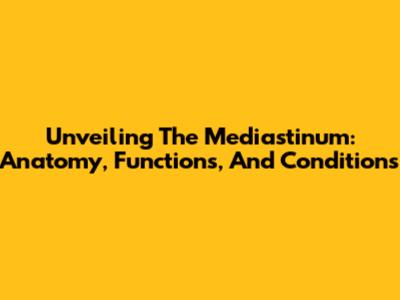 Unveiling The Mediastinum: Anatomy, Functions, And Conditions