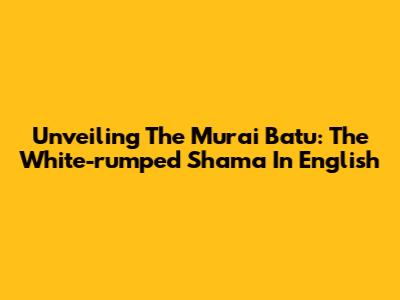 Unveiling The Murai Batu: The White-rumped Shama In English