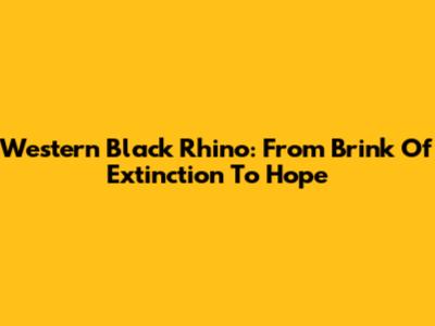 Western Black Rhino: From Brink Of Extinction To Hope