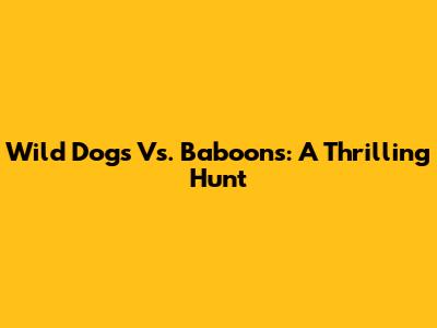 Wild Dogs Vs. Baboons: A Thrilling Hunt