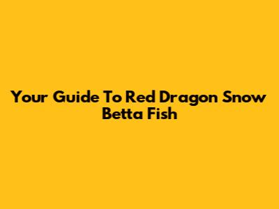 Your Guide To Red Dragon Snow Betta Fish