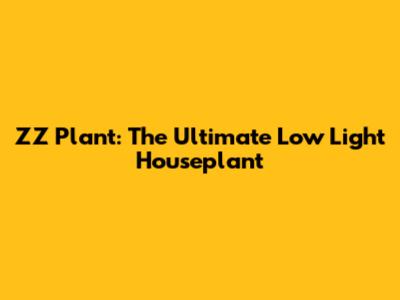 ZZ Plant: The Ultimate Low Light Houseplant